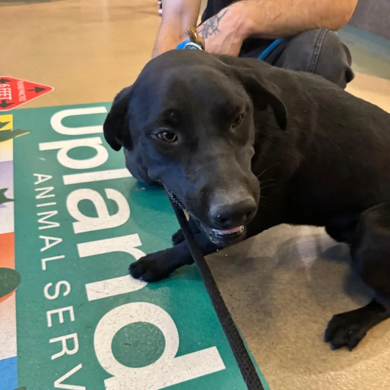 An adult medium-sized female Black Labrador Retriever dog named Iepastray for adoption in Upland, CA