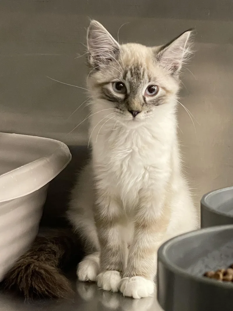 A baby medium-sized female Siamese cat named Santora for adoption in Missouri City, TX