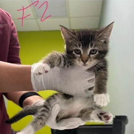A baby small-sized female Brown / Chocolate Domestic Short Hair cat named Flo for adoption in Mooresville, NC
