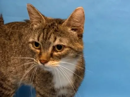 An adult small-sized female Domestic Short Hair cat named Quilligan Quail for adoption in Golden Valley, MN