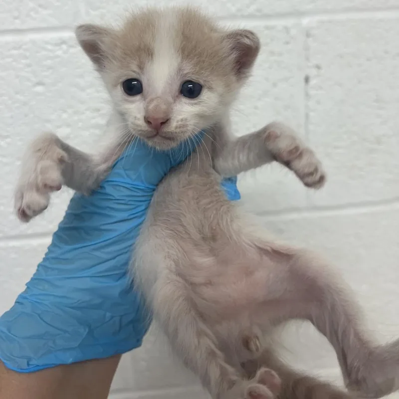 A baby small-sized male White Domestic Short Hair cat named Carlos for adoption in Edinburg, TX