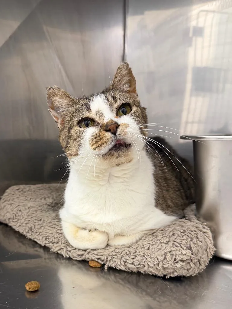 A young large-sized female Domestic Short Hair cat named Opal for adoption in Glenfield, NY