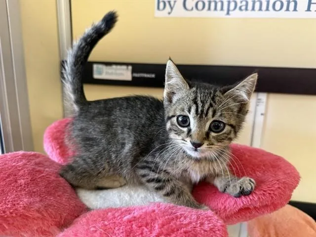 A baby small-sized male Domestic Short Hair cat named Tommy for adoption in Lancaster, CA