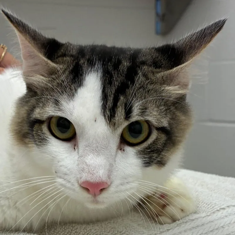 A young medium-sized male Domestic Medium Hair cat named Elio for adoption in Corpus Christi, TX