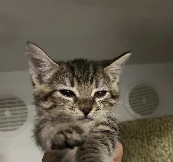 A baby small-sized female Domestic Short Hair cat named Sapphire for adoption in Oceanside, CA