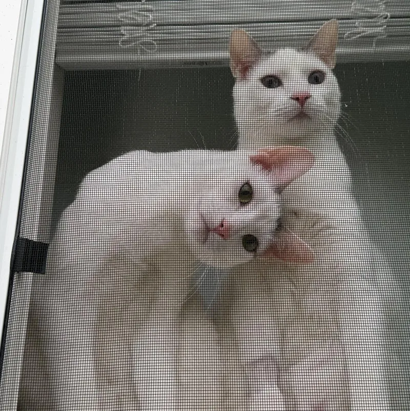 A young medium-sized male Domestic Short Hair cat named BUTCH & SUNDANCE  for adoption in Hillsboro, OR