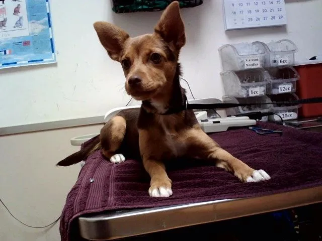 A baby small-sized female Terrier dog named Chica for adoption in Martinez, CA