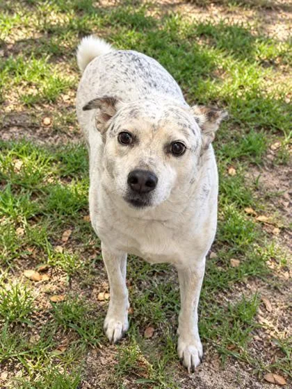 An adult medium-sized female Australian Cattle Dog / Blue Heeler dog named Lulu for adoption in Inverness, FL