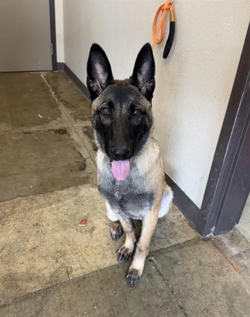 A young large-sized female Belgian Shepherd / Malinois dog named Sienna for adoption in Ontario, CA