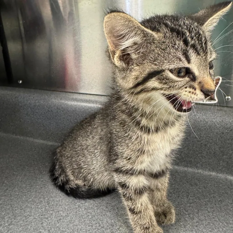 A baby small-sized male Brown / Chocolate Domestic Short Hair cat named Cassio for adoption in Waukesha, WI