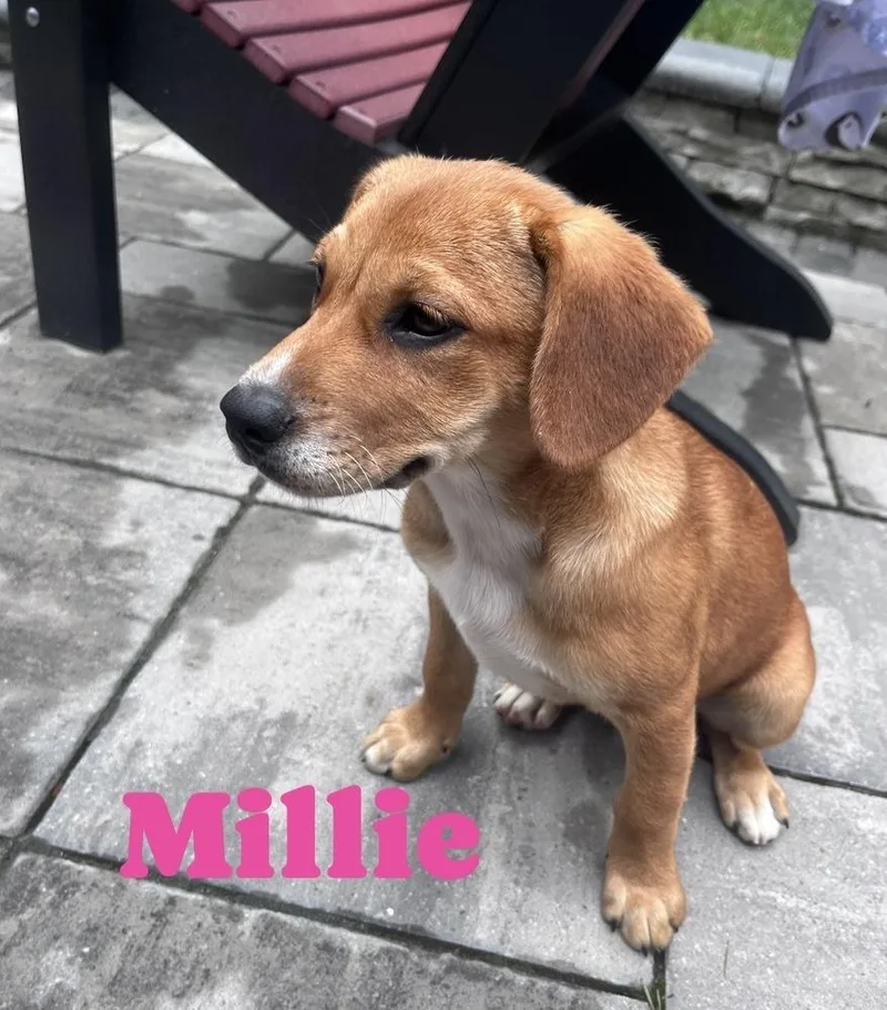 A baby large-sized female White / Cream Hound dog named Millie for adoption in Irwin, PA