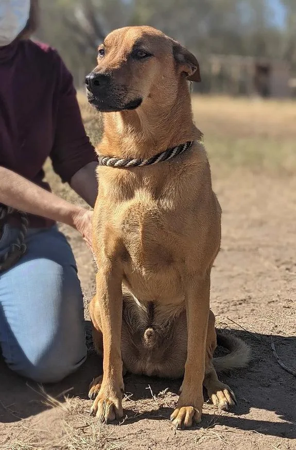 An adult large-sized male Labrador Retriever dog named Tony Bennett for adoption in Mission, TX