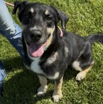 An adult medium-sized female Black Shepherd dog named Tina for adoption in Chillicothe, MO