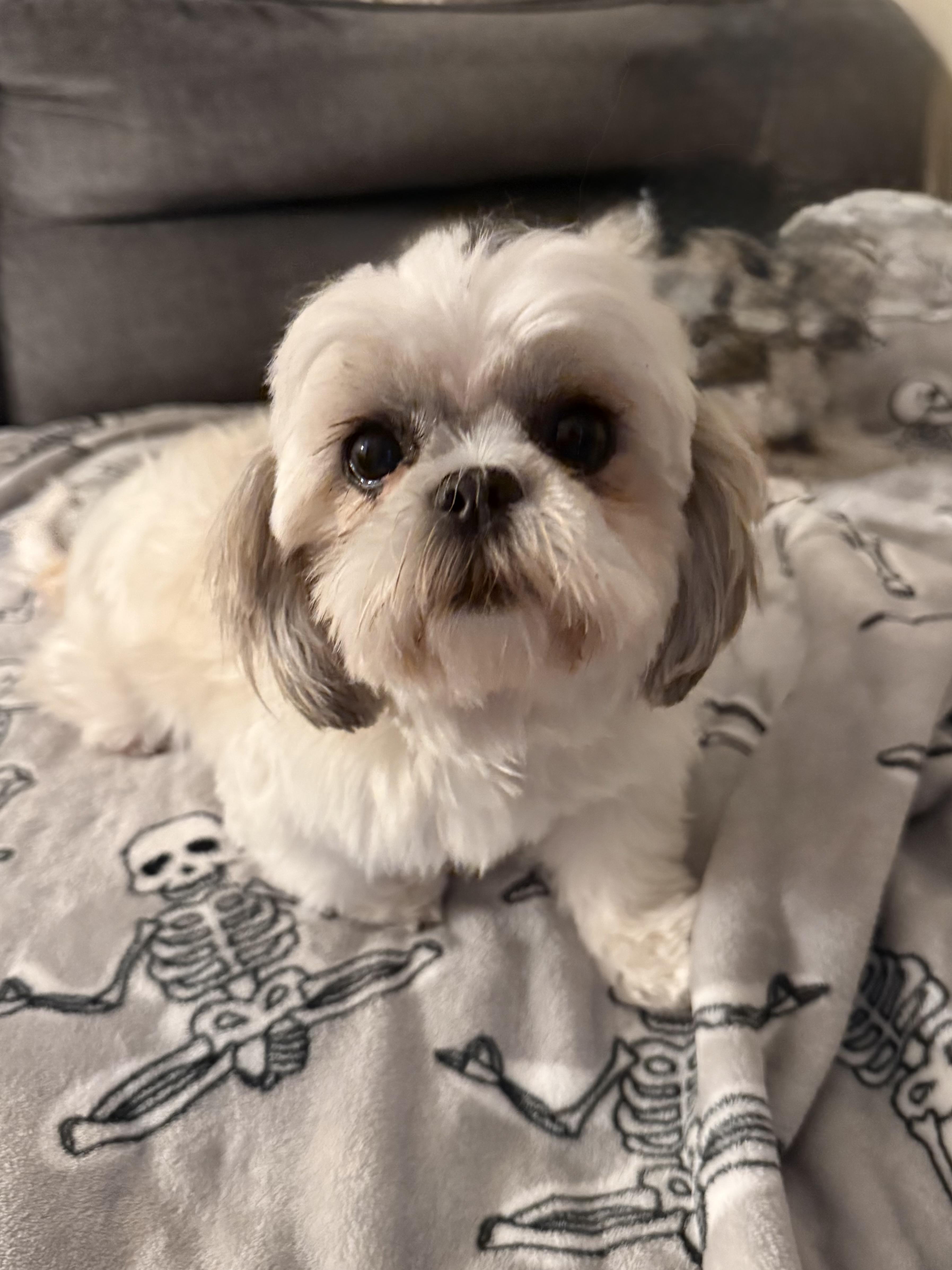An adult small-sized female Shih Tzu dog named Amy Lou for adoption in Orland Park, IL