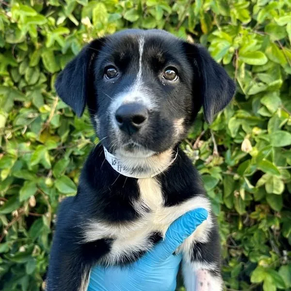 A baby medium-sized female Siberian Husky dog named Calla Lily for adoption in Walnut Creek, CA