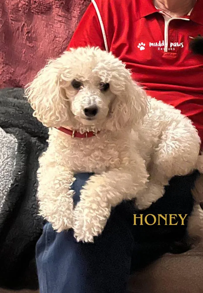 A senior small-sized female White / Cream Poodle dog named Honey for adoption in Council Bluffs, IA