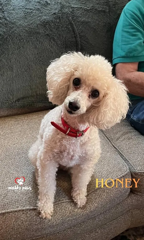Honey thumbnail 2
