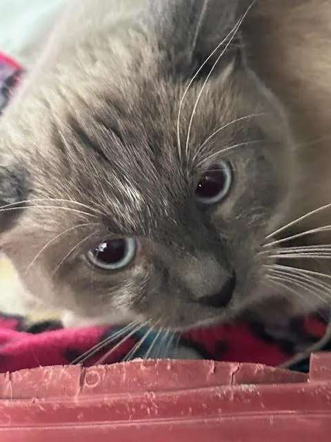 An adult medium-sized female Siamese cat named Belle for adoption in Anoka, MN