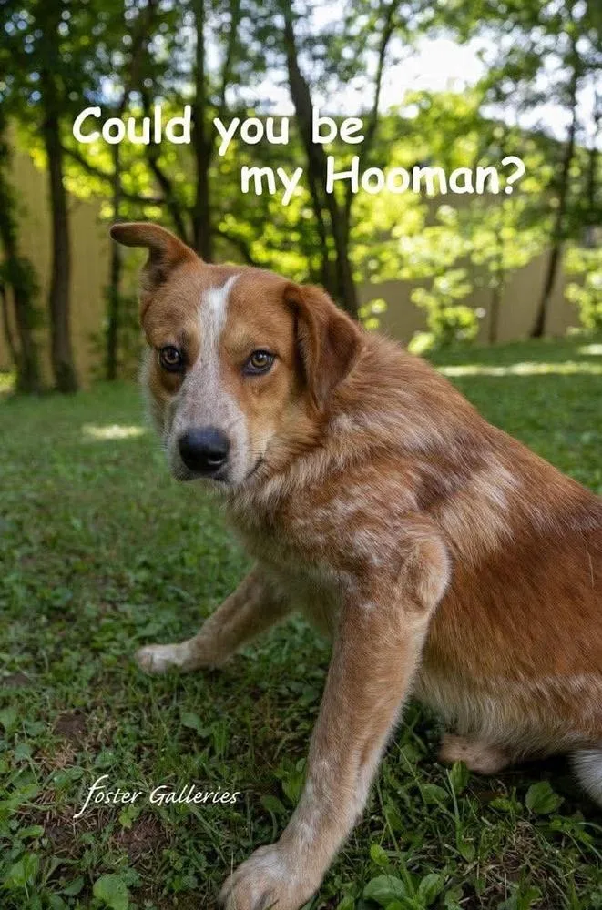 An adult medium-sized male Tricolor (Brown, Black, & White) Australian Cattle Dog / Blue Heeler dog named Webster for adoption in Middletown, CT