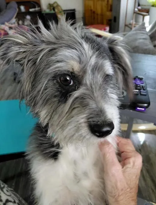 A young small-sized female Terrier dog named Molly In Tx for adoption in Cranston, RI