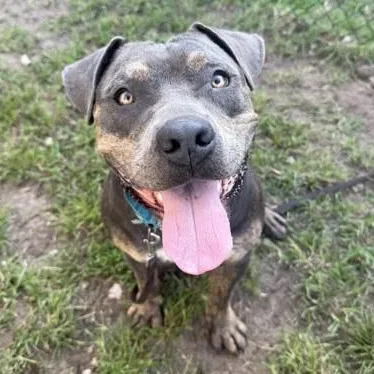 A young large-sized male Gray / Blue / Silver Mixed Breed dog named Hoss for adoption in Fernandina Beach, FL