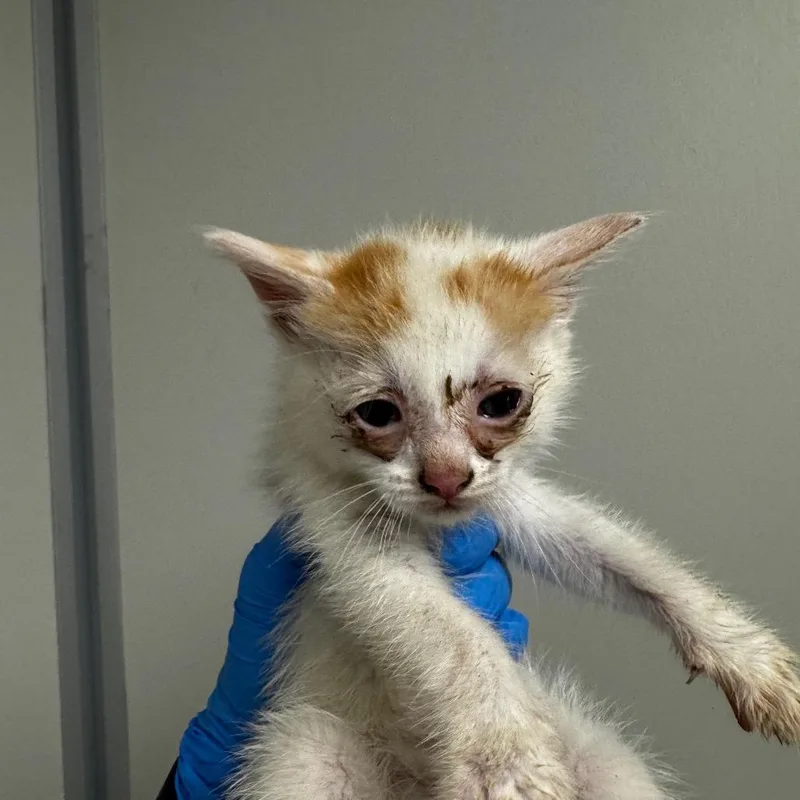 A baby small-sized male White Domestic Short Hair cat named Anthony for adoption in Concord, NC