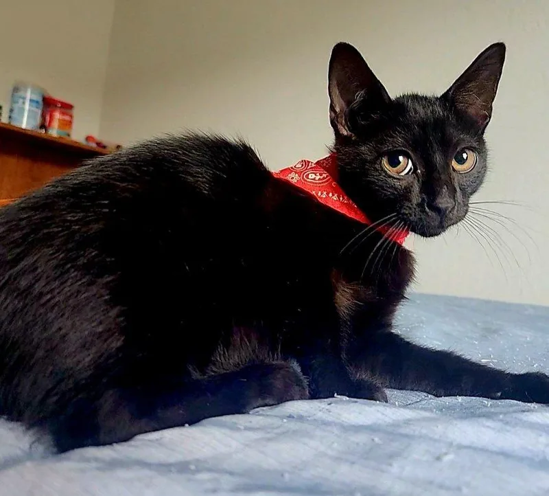 A baby medium-sized male Black & White / Tuxedo Domestic Medium Hair cat named Larry for adoption in Spring Branch, TX
