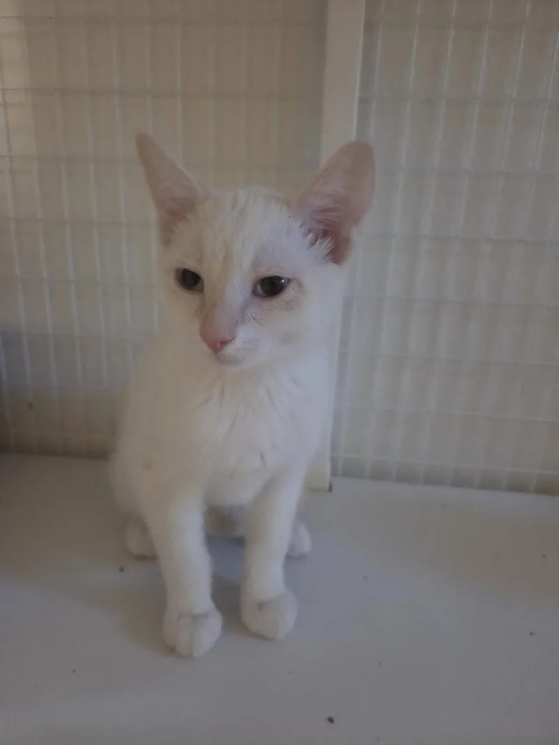 Finn