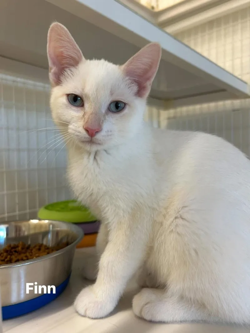 Finn thumbnail 3