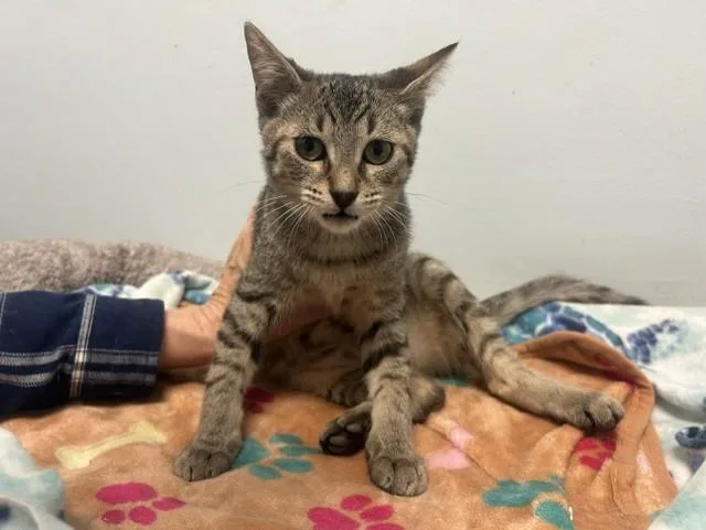 A baby medium-sized male Domestic Short Hair cat named Sassafras for adoption in Chicago, IL