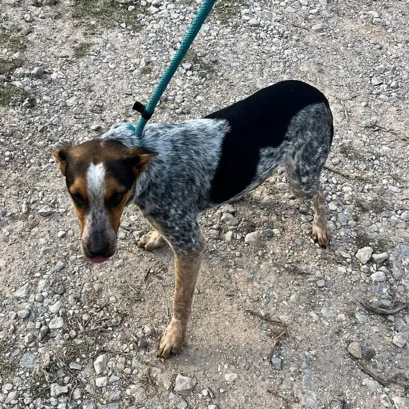 A young medium-sized male Gray / Blue / Silver Mixed Breed dog named Cashew for adoption in Pauls Valley, OK