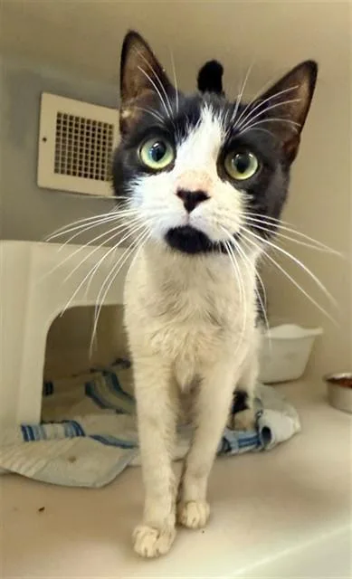 A young medium-sized female Domestic Short Hair cat named Roxy for adoption in Statesville, NC