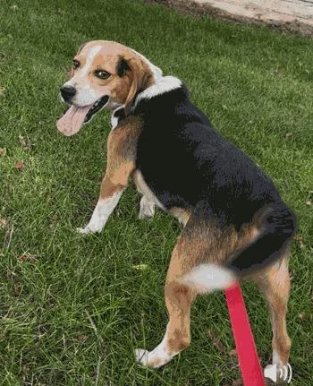 An adult small-sized male Tricolor (Brown, Black, & White) Beagle dog named Apollo for adoption in West Decatur, PA