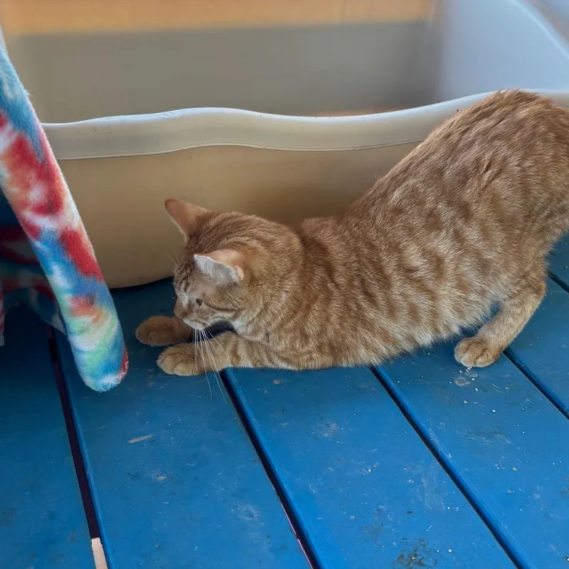 Garfield thumbnail 2