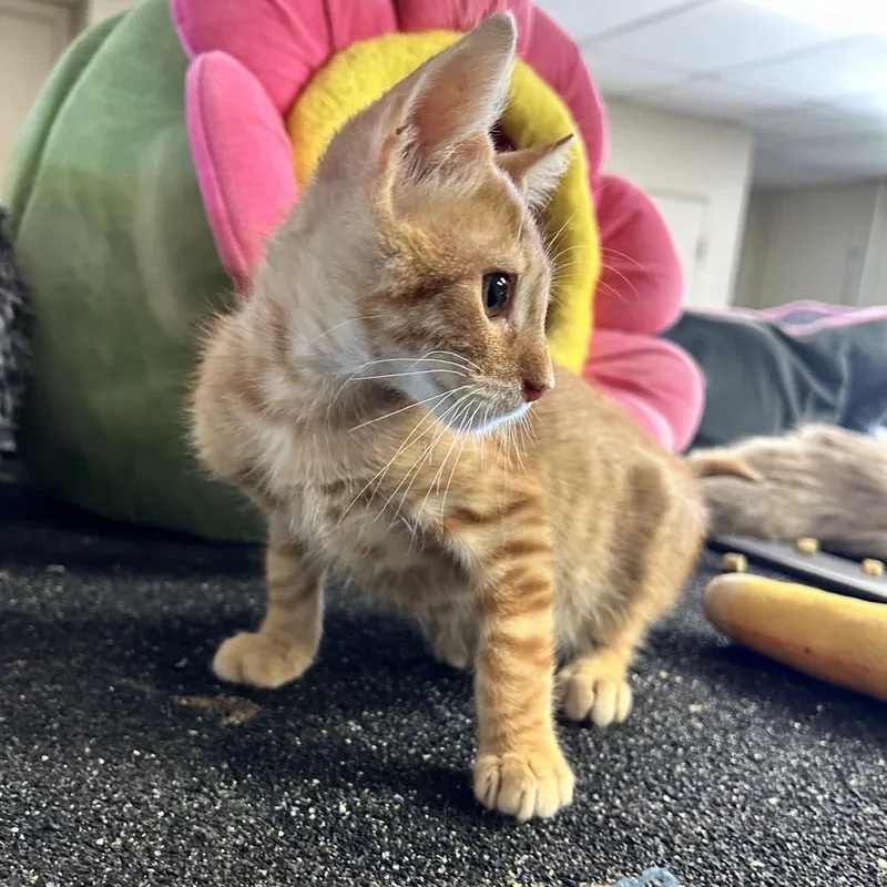 Garfield thumbnail 3