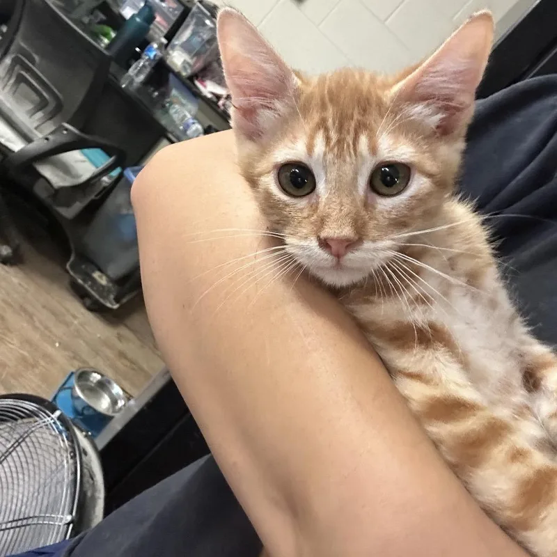 Garfield thumbnail 5