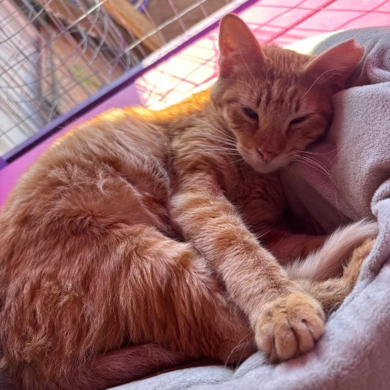 Garfield thumbnail 6