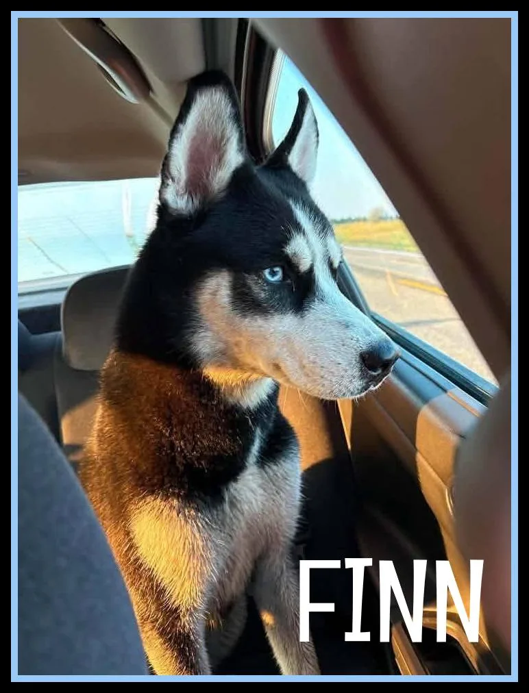 Finn