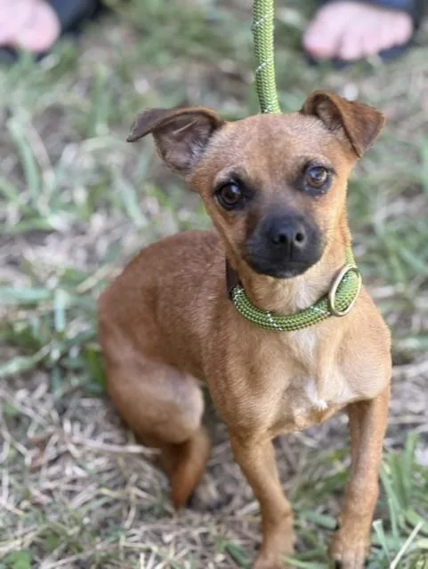 A young small-sized female Chihuahua dog named Honey for adoption in Houston, TX