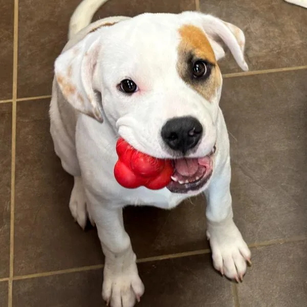 A baby medium-sized male Terrier dog named Buddy for adoption in Des Moines, IA