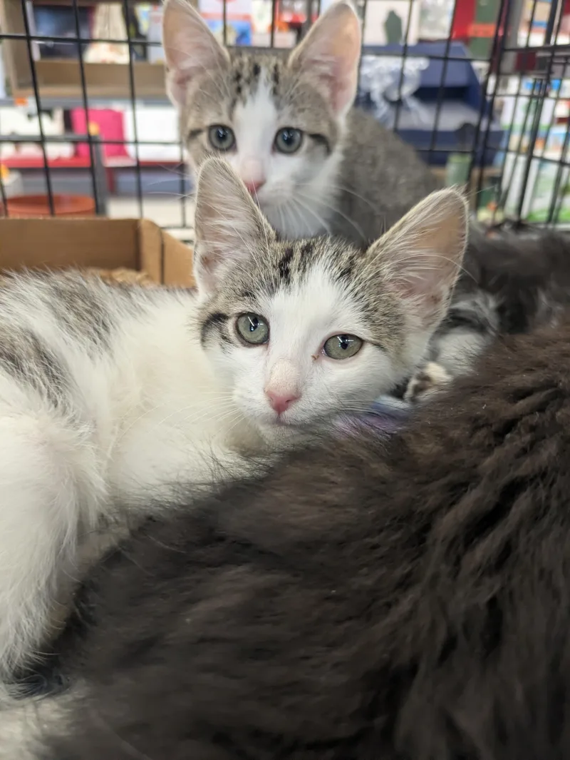 A baby medium-sized female Tabby (Brown / Chocolate) Domestic Short Hair cat named Rumi for adoption in Great Mills, MD