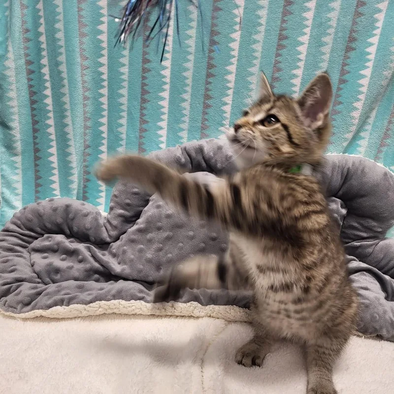 A baby small-sized female Gray / Blue / Silver American Shorthair cat named Woodie for adoption in Fort Wayne, IN