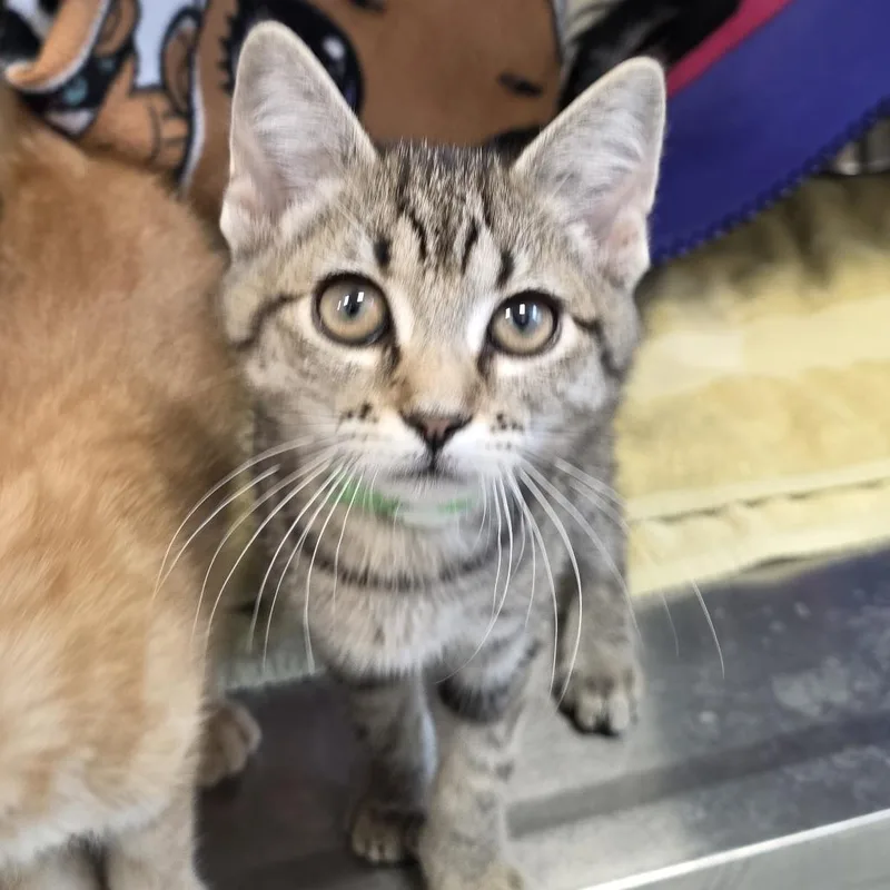 Woodie thumbnail 4