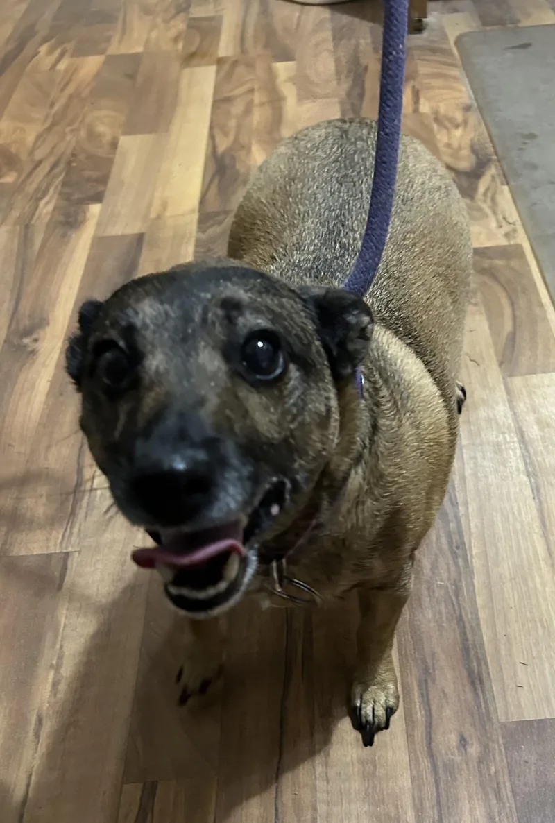 An adult small-sized female Brown / Chocolate Jack Russell Terrier dog named Mea for adoption in Baldwin, MI