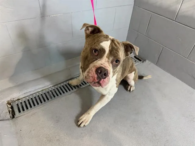 An adult extra large-sized male American Bulldog dog named Rocky for adoption in Winter Haven, FL