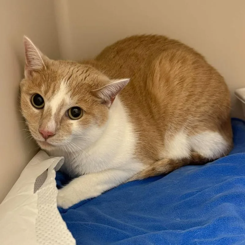 An adult large-sized male Domestic Short Hair cat named Toby for adoption in Rocky Mount, VA