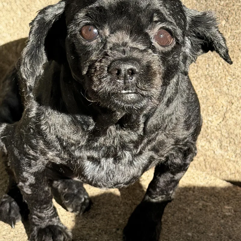 An adult small-sized female Black Lhasa Apso dog named Zinni for adoption in Bettendorf, IA
