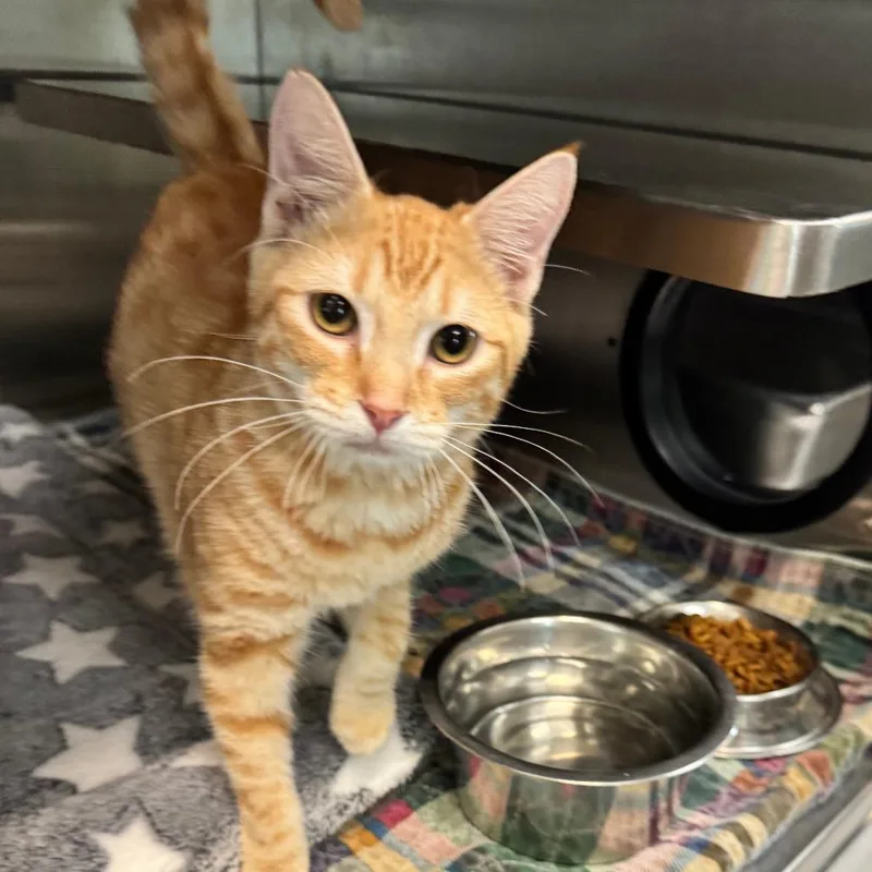 A baby medium-sized female Orange / Red Domestic Short Hair cat named Fanta for adoption in Austin, TX