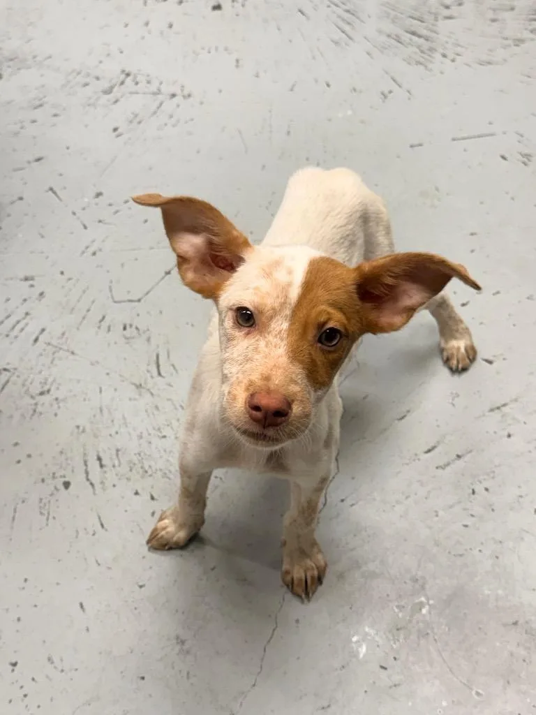 A baby medium-sized female Australian Cattle Dog / Blue Heeler dog named Honey for adoption in North Vernon, IN