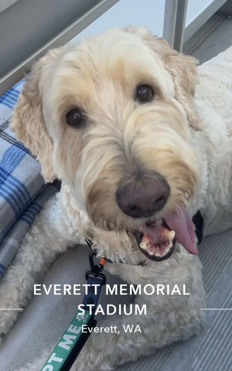 A senior large-sized male White / Cream Goldendoodle dog named Banksy for adoption in Silvana, WA
